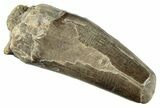 Dinosaur-Eating Crocodile (Sarcosuchus) Tooth - Niger #282110-1